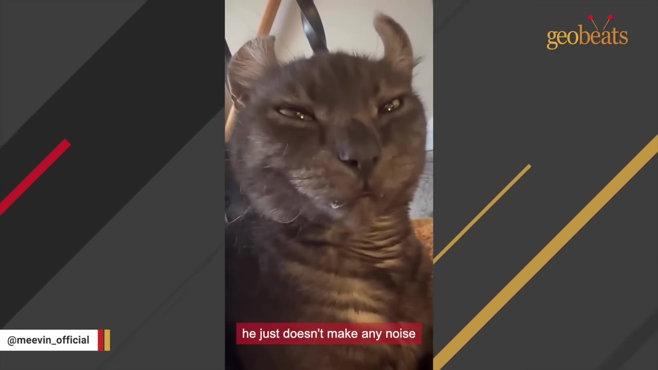 A close-up of Meevin, a dark tabby cat with curled ears, squinting his eyes with a caption that reads 'he just doesn't make any noise'.