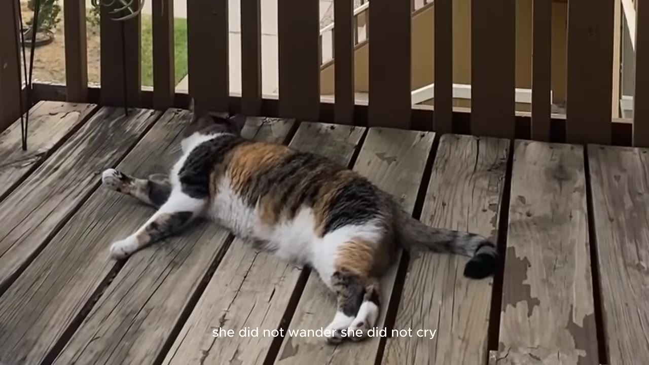 A calico cat lies on a wooden deck, looking out through the wooden railing slats.
