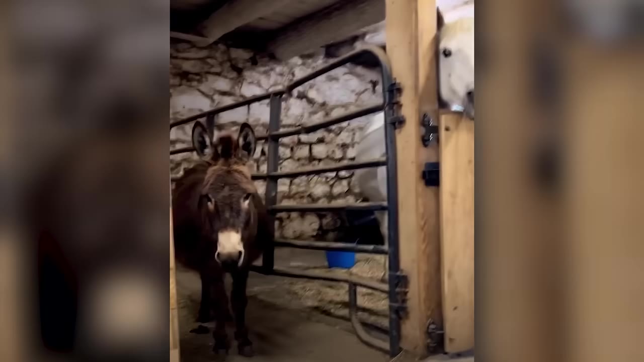 A brown donkey stands in a barn stall with stone walls, while a white horse peeks over a wooden partition in the background.