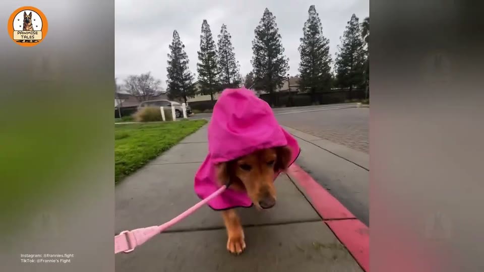 Video frame for The Tennis Ball Miracle