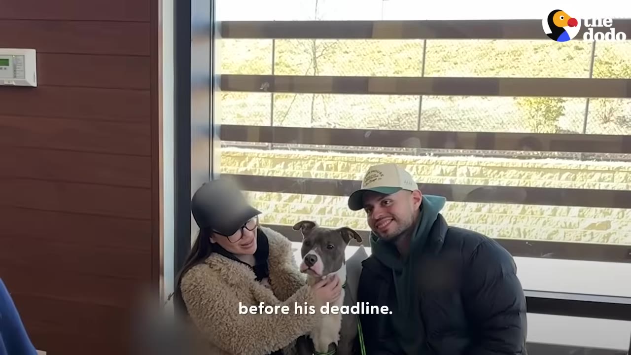 A man wearing a baseball cap and a woman wearing a black cap and glasses sit next to a grey and white pit bull-type dog in front of a window.