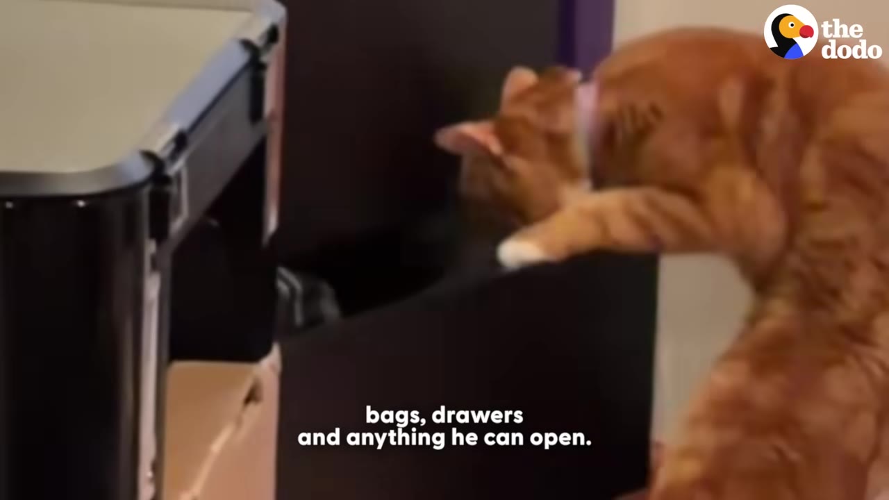 An orange tabby cat reaches his paw inside a black drawer to open and inspect it.