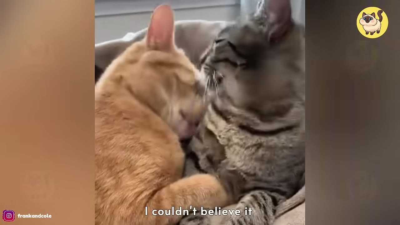 An orange cat and a tabby cat cuddle closely together, with the orange cat licking the tabby's face.