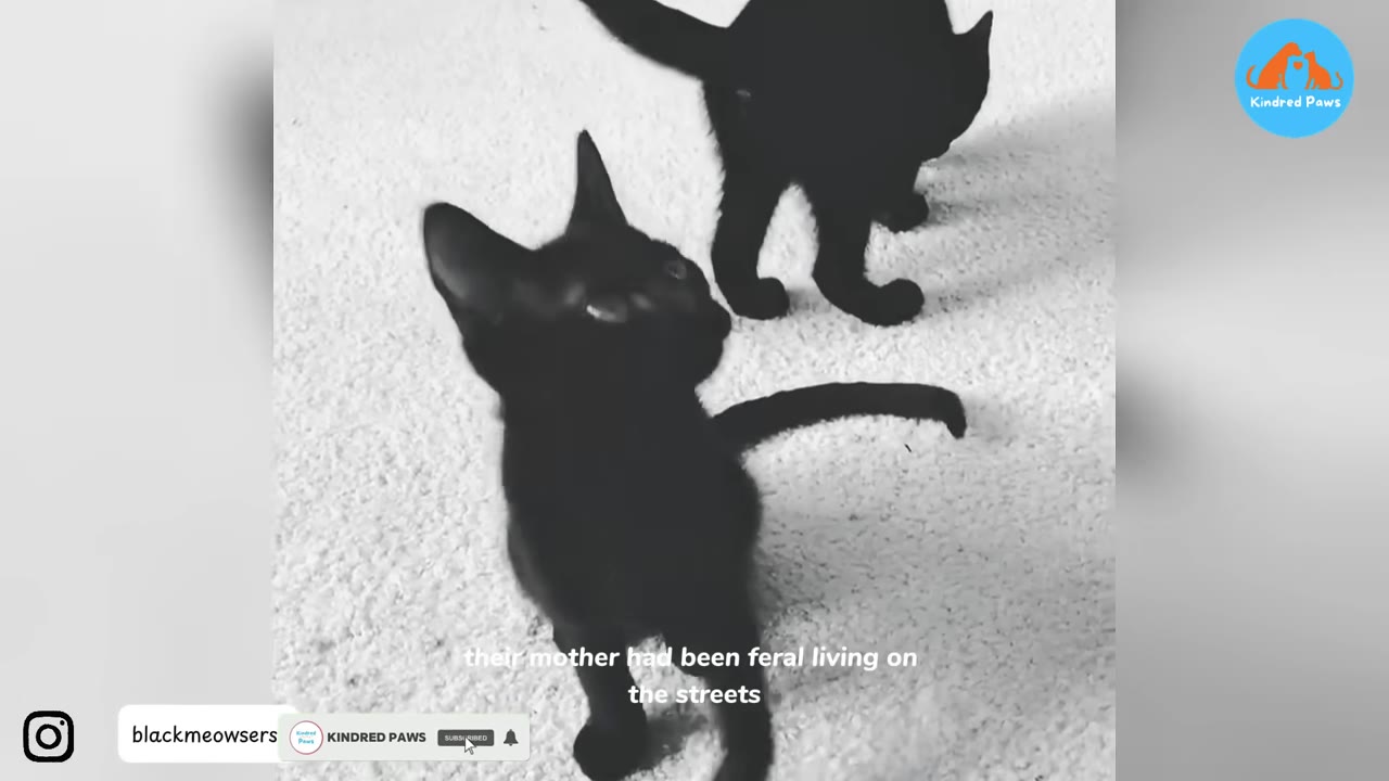 A black and white photo of two small black kittens on a light-colored carpet, with one in the foreground looking up and another walking behind it.
