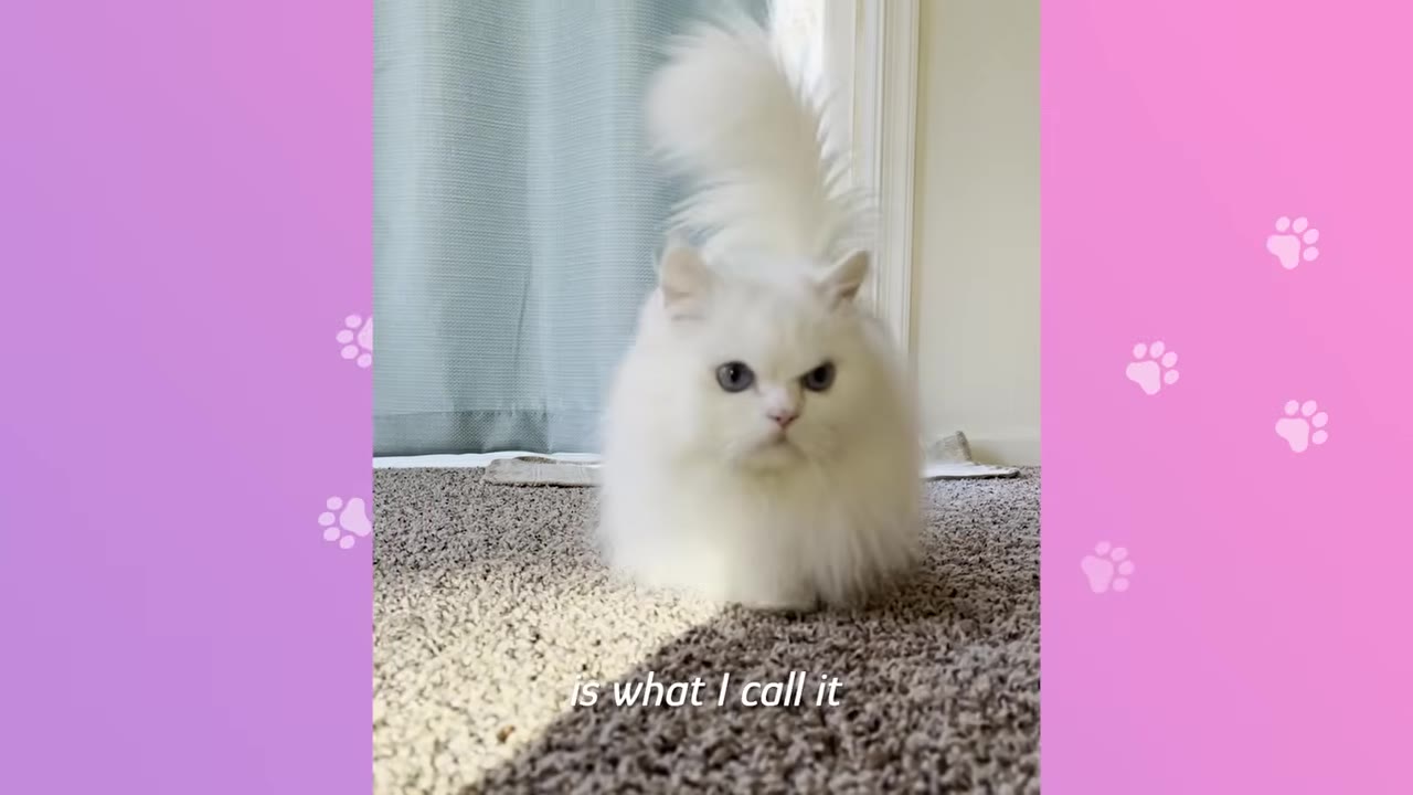 A close-up shot of a fluffy white cat with a grumpy expression and bright blue eyes, sitting on a carpet with its fluffy tail held high behind it.