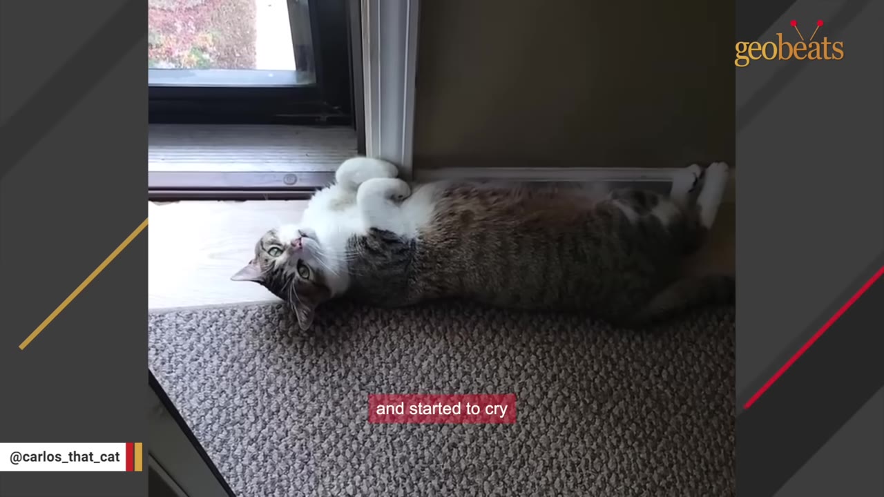 A tabby and white cat lying on its back on a carpeted floor next to a sliding glass door, looking up.
