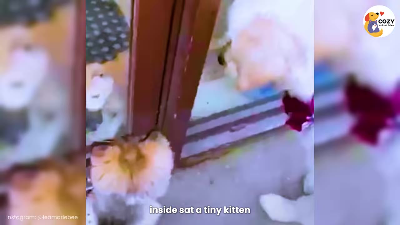 A fluffy white dog looks through a glass door at a small orange and white kitten sitting on the other side.