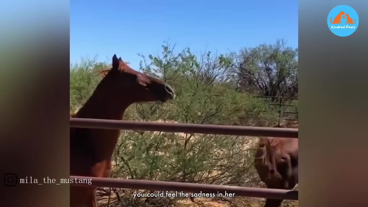 A brown horse stands behind a metal fence looking towards another horse in an outdoor enclosure with green bushes.