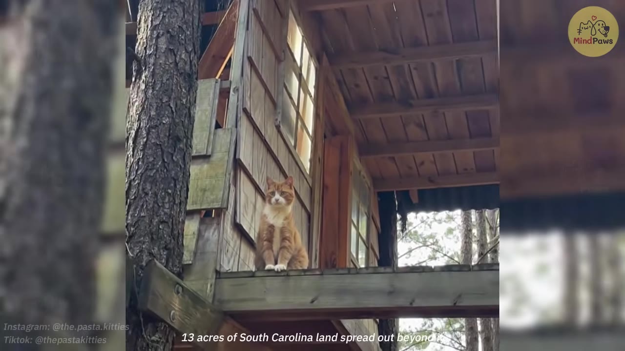 An orange and white cat sits on the wooden platform of an outdoor treehouse structure surrounded by trees.