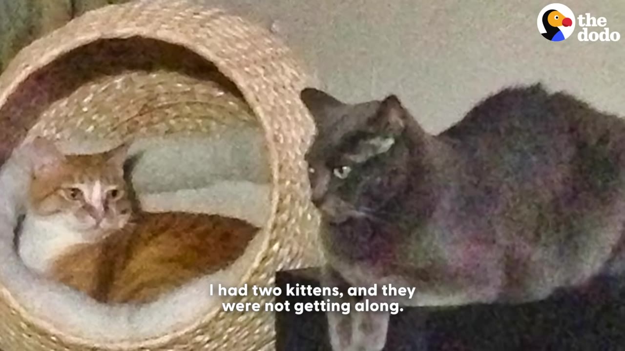 An orange and white cat sitting inside a woven cat bed looks towards a dark grey cat sitting nearby.