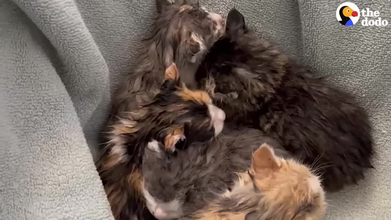 A group of small, damp kittens huddle together for warmth on a soft grey blanket.