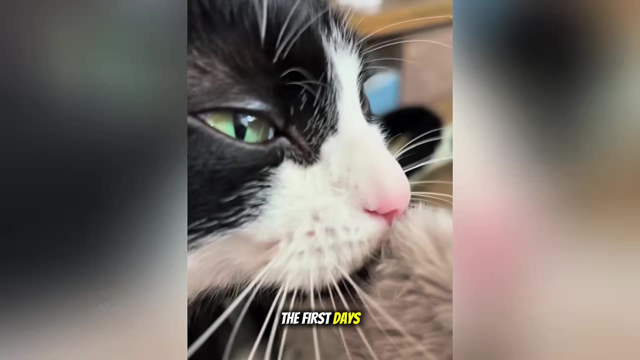 A close-up shot of a black and white cat with green eyes, with text overlay reading 'THE FIRST DAYS'.