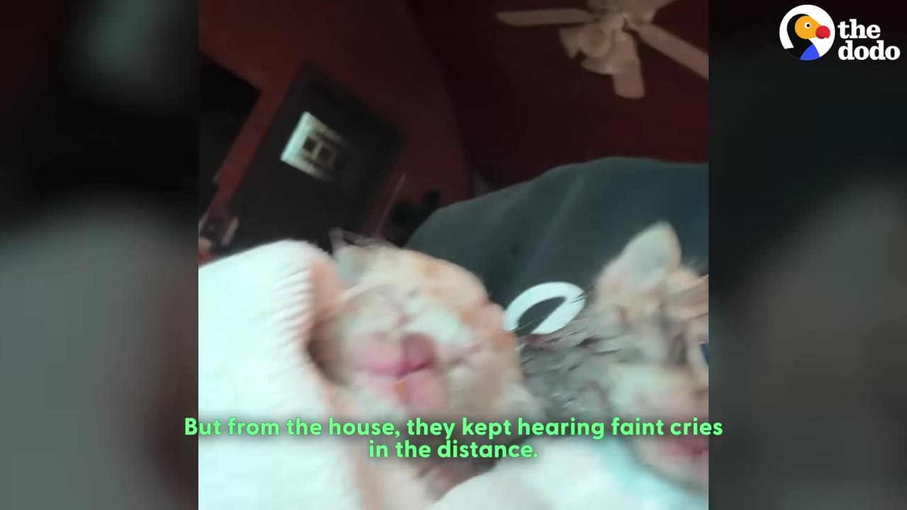 Two wet, tiny kittens wrapped in a white towel being held indoors.