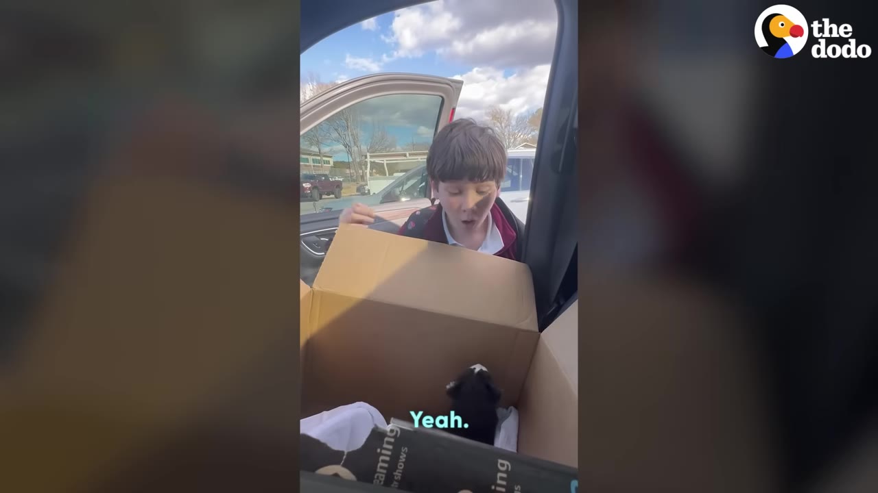 A young boy looks into a cardboard box with a wide-eyed, surprised expression as a tiny black and white kitten sits inside.