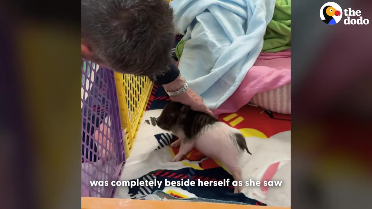 A tiny black and pink piglet stands inside a colorful indoor playpen on a blanket while a person gently pets its head.
