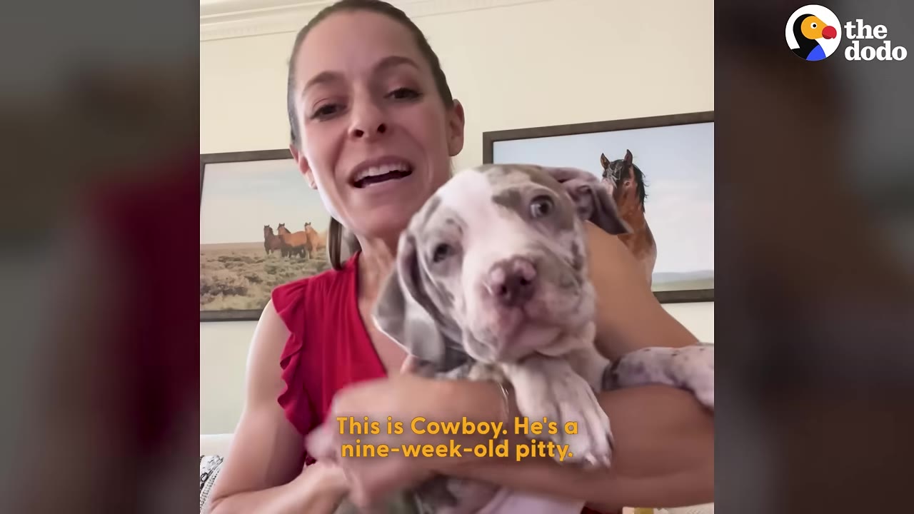 A woman in a red top smiles as she holds a nine-week-old pit bull puppy named Cowboy.