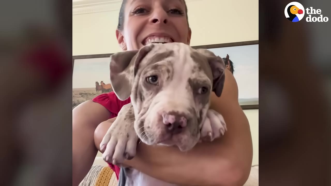 A smiling woman holding a spotted grey and white pit bull puppy close to the camera.