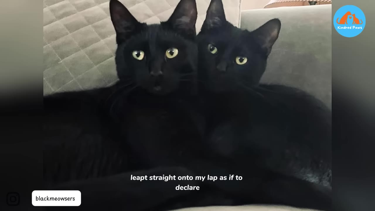 Two black cats with bright yellow-green eyes sitting close together on a grey couch, looking directly at the camera.