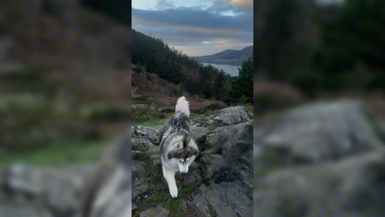 A fluffy Siberian Husky walks down a rocky, grassy hillside with a scenic view of a lake and mountains in the background under a cloudy sky.
