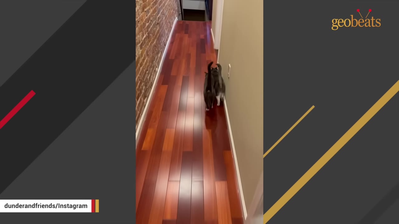 Two cats walking side-by-side down a long hallway with polished wooden floors.