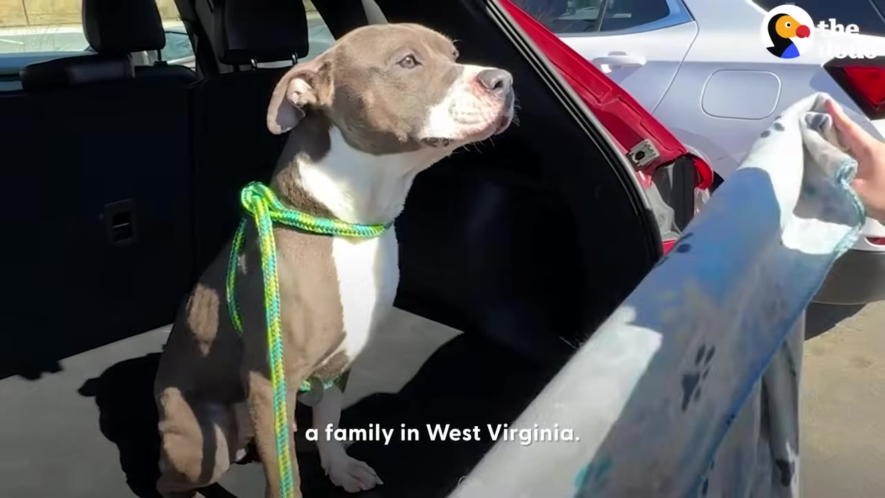 A gray and white pit bull wearing a green and yellow rope leash sits in the open trunk of a car, looking out to the side.
