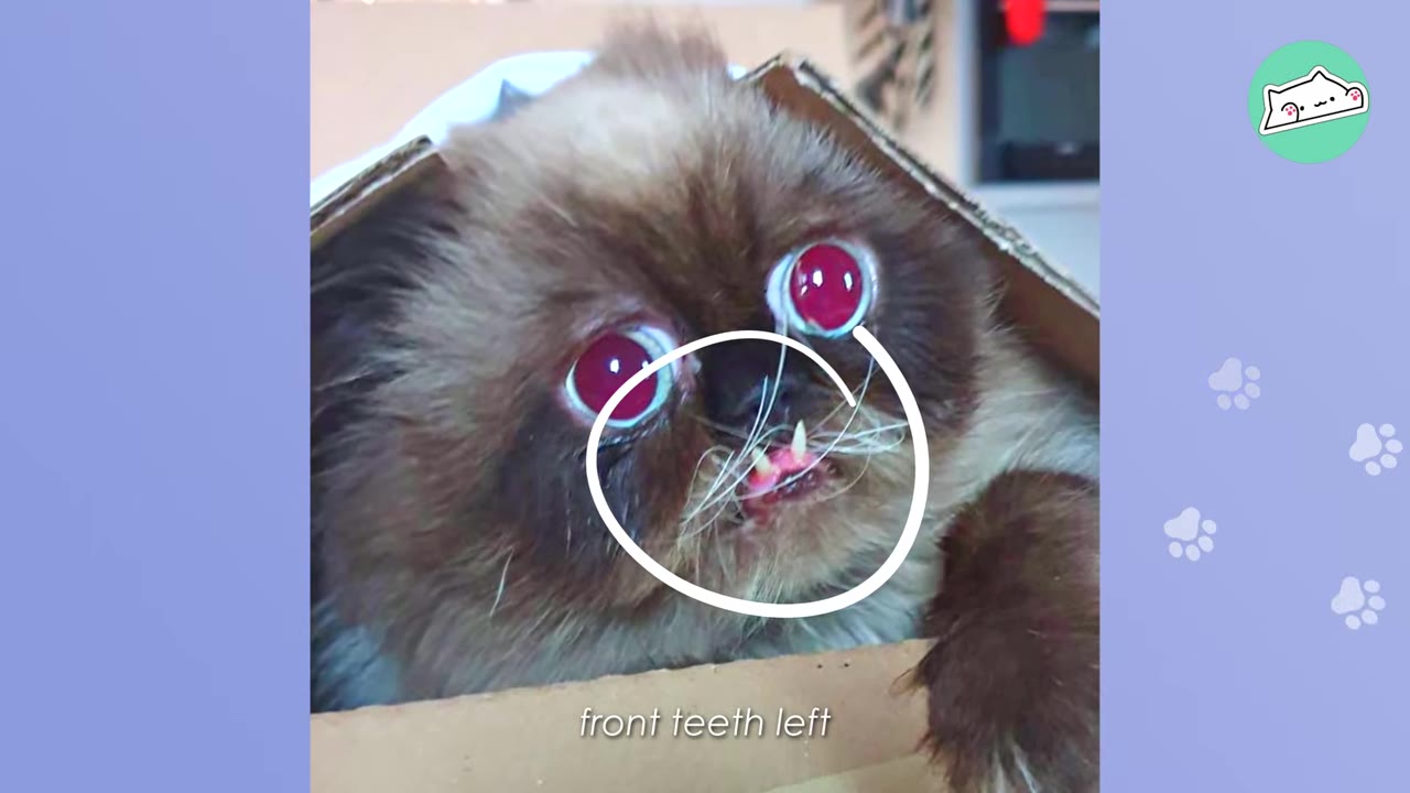 A close-up of a fluffy brown cat with large, round eyes looking out from a cardboard box, with its two small front teeth highlighted by a white circle.