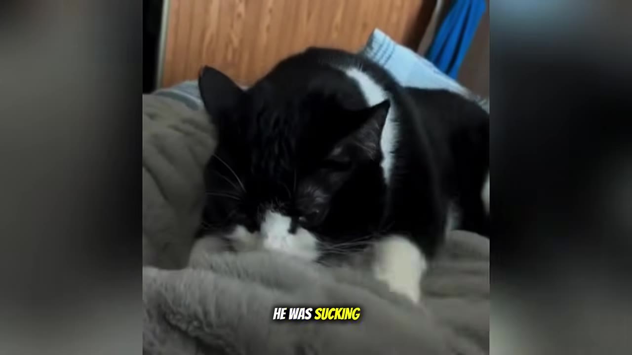 A black and white cat kneads and suckles on a soft grey blanket.