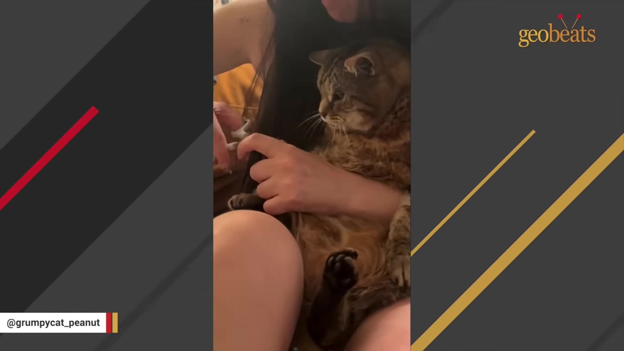 A close-up shot of a woman holding a brown tabby cat named Peanut in her lap.