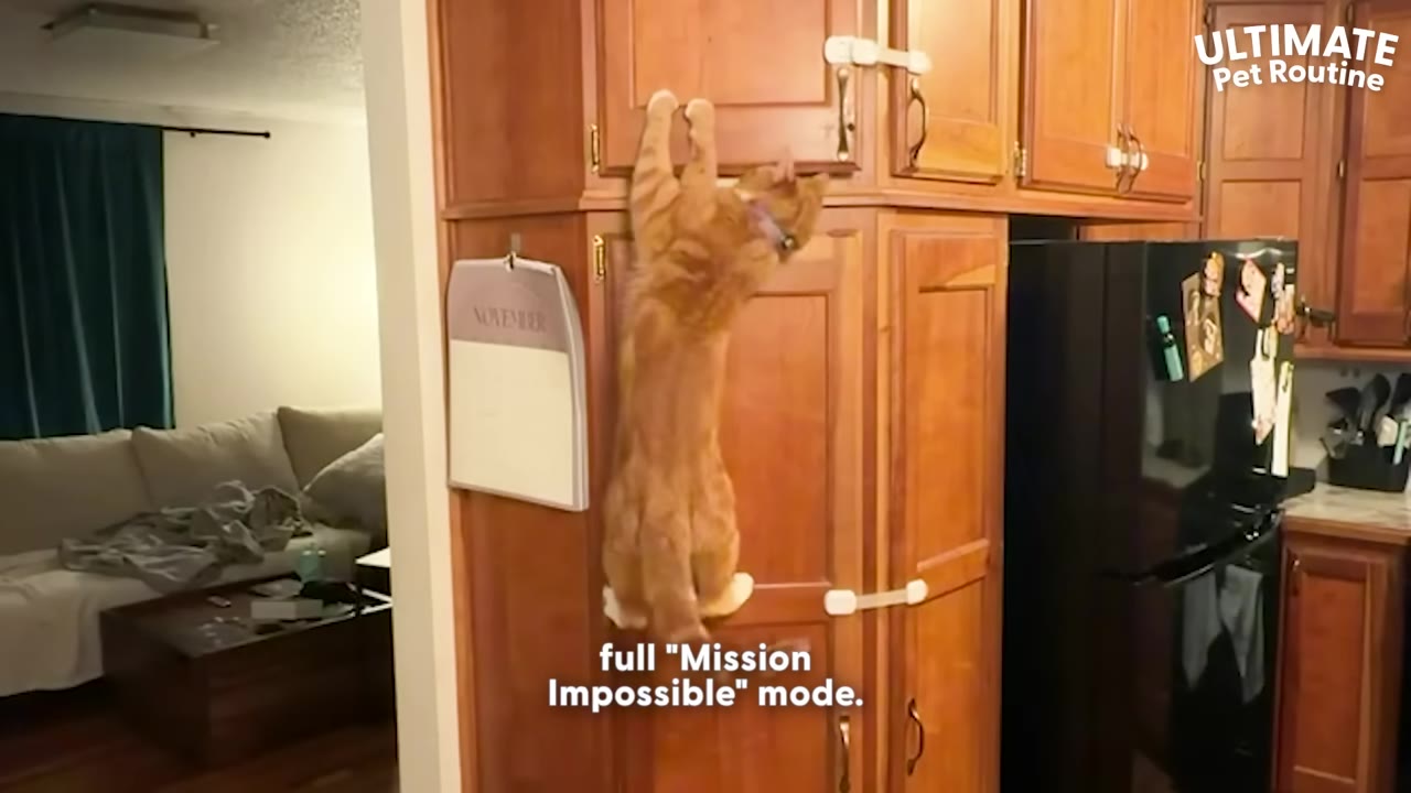 An orange tabby cat stretches up to climb the wooden kitchen cabinets next to a refrigerator.