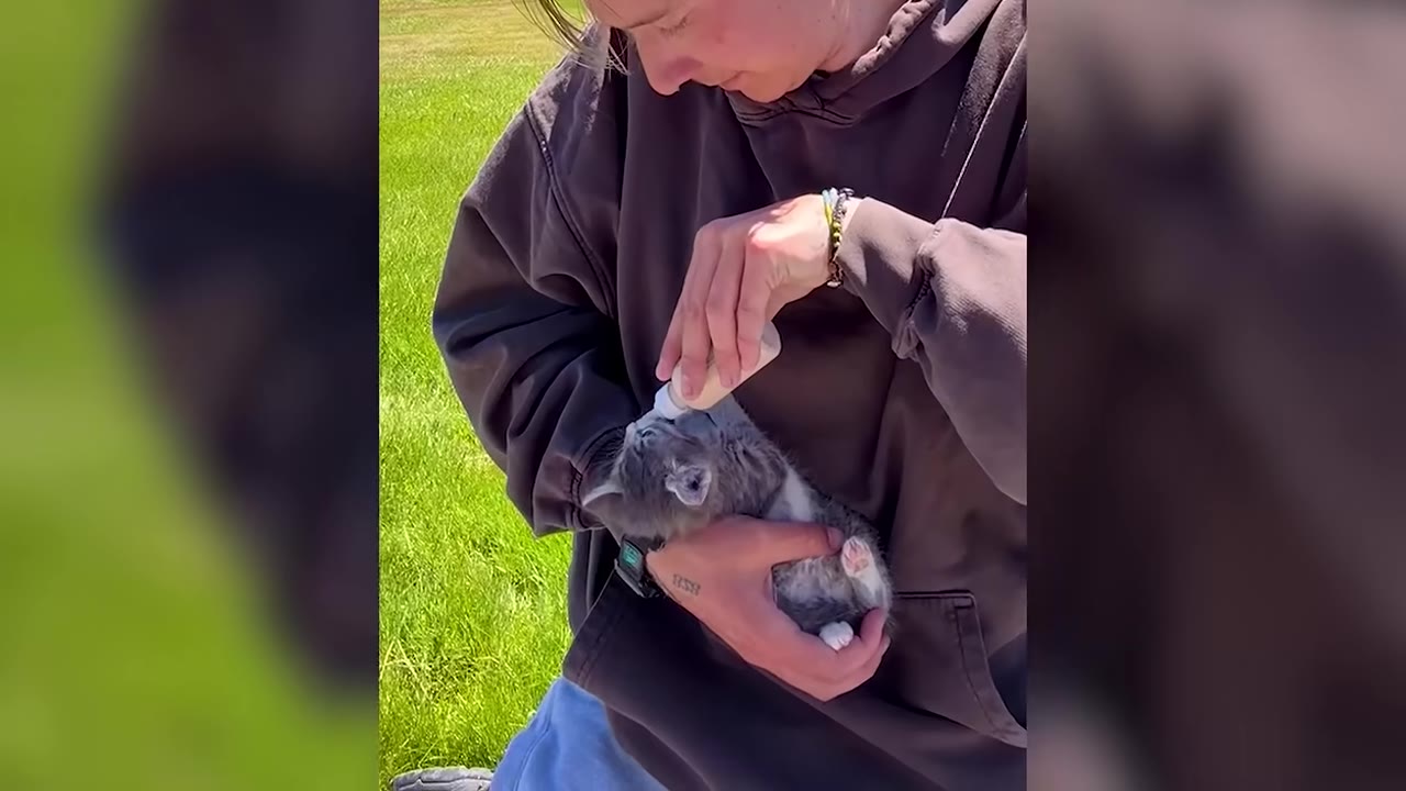 A person in a brown hoodie bottle-feeding a tiny grey and white kitten outdoors on a grassy lawn.