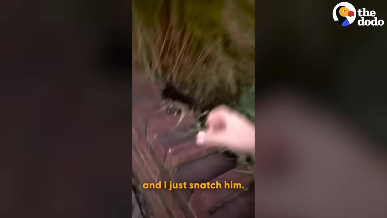 A close-up shot of a hand reaching out to grab a small animal near a brick wall and bushes, with the caption 'and I just snatch him.'