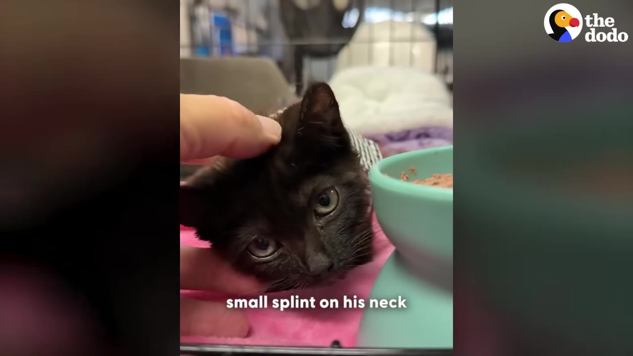 A close-up of a small black kitten with a striped splint around its neck being gently petted on the head by a person's hand.