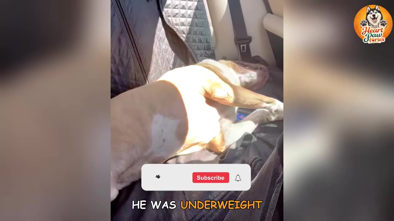 A light brown and white dog lies thin and weak on a black protective cover in the back seat of a car.