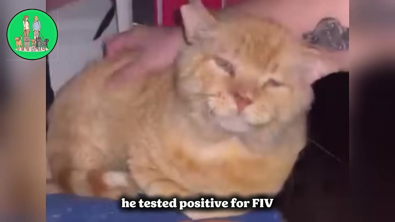 An orange cat named Swiss Roll being gently petted by a person, with text overlay reading 'he tested positive for FIV'.