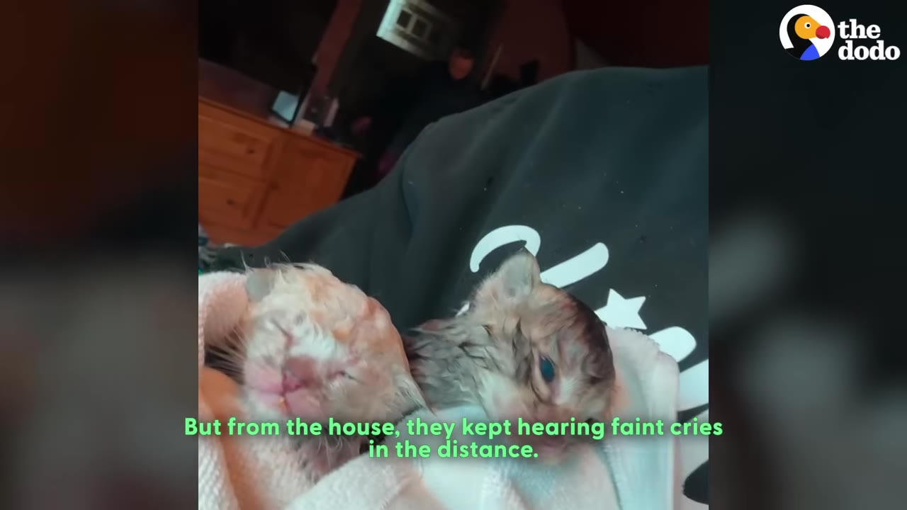 Two small, wet kittens wrapped in a white towel are held by a person inside a house.