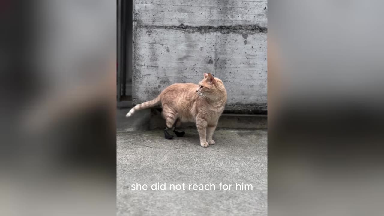 An orange cat with prosthetic back legs stands on a concrete surface, looking over its shoulder.