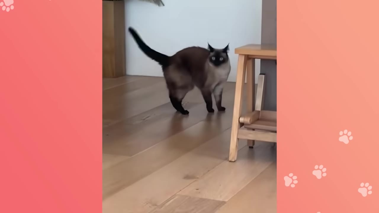 A Siamese cat stands on a light wooden floor with its tail raised high, looking directly at the camera.