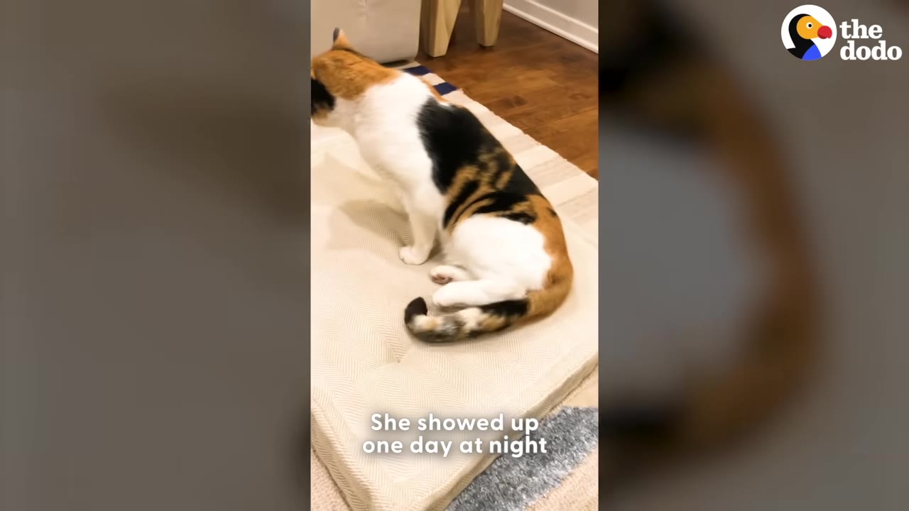 A calico cat named Patches sitting on a beige cushion indoors.
