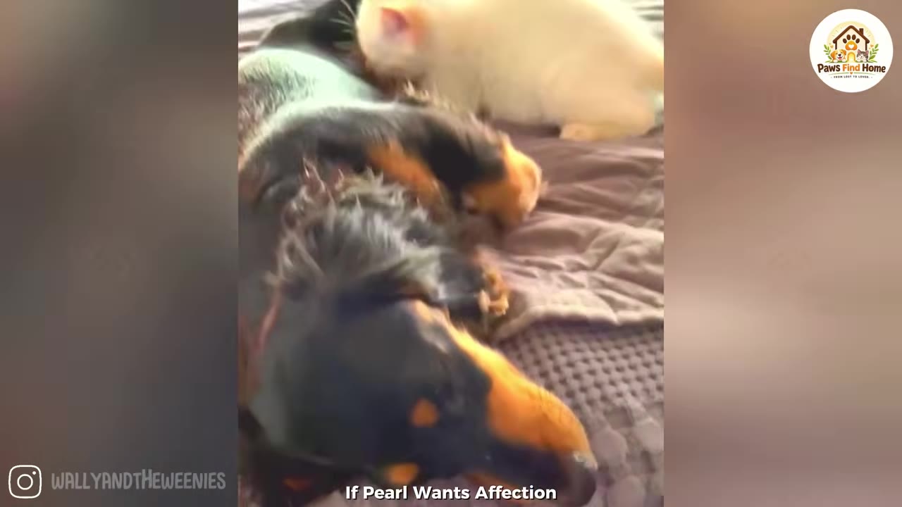 A black and tan Doberman lies relaxed on a bed while a small white kitten rests near her back.