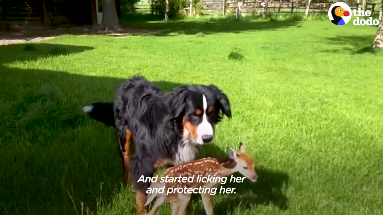 A large Bernese Mountain Dog stands protectively over a small, spotted fawn on a sunny green lawn.