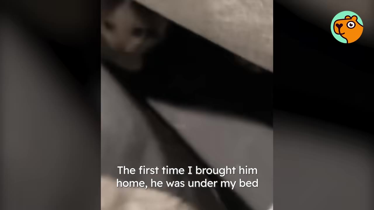 A small white and grey kitten peeks out from the dark space underneath a bed.