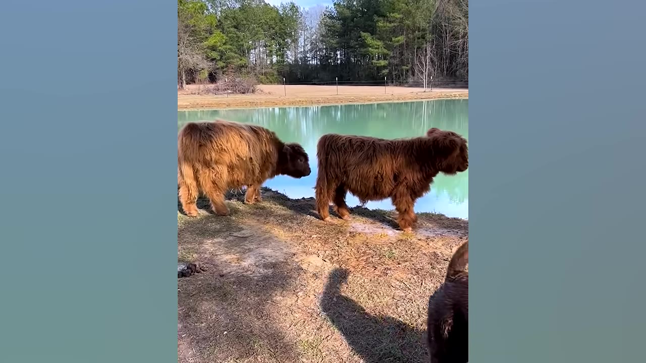 Two fluffy brown Highland calves stand on the grassy bank of a calm, light-blue pond with trees in the background.