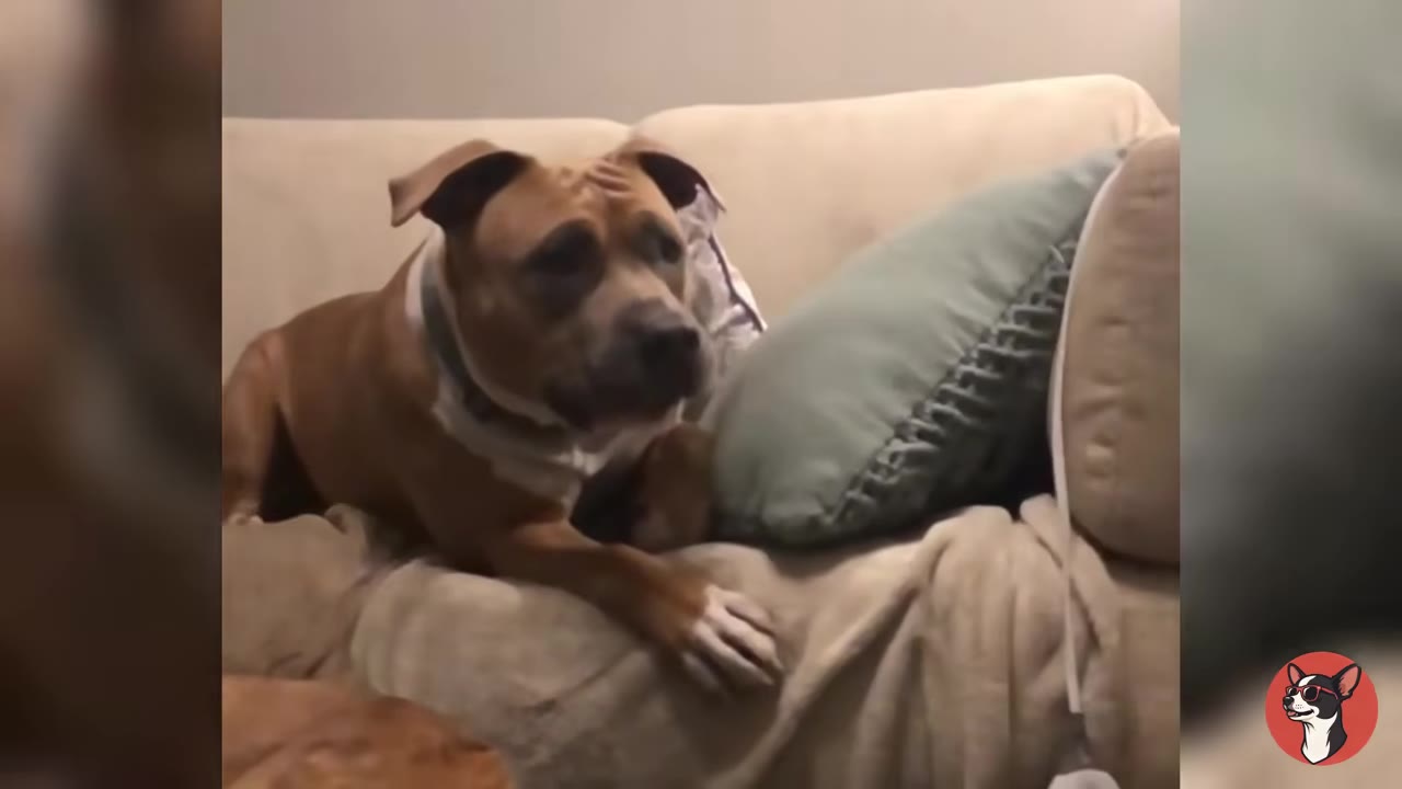 A brown and white dog sitting on a beige couch next to a green pillow, looking down with a sad and withdrawn expression.