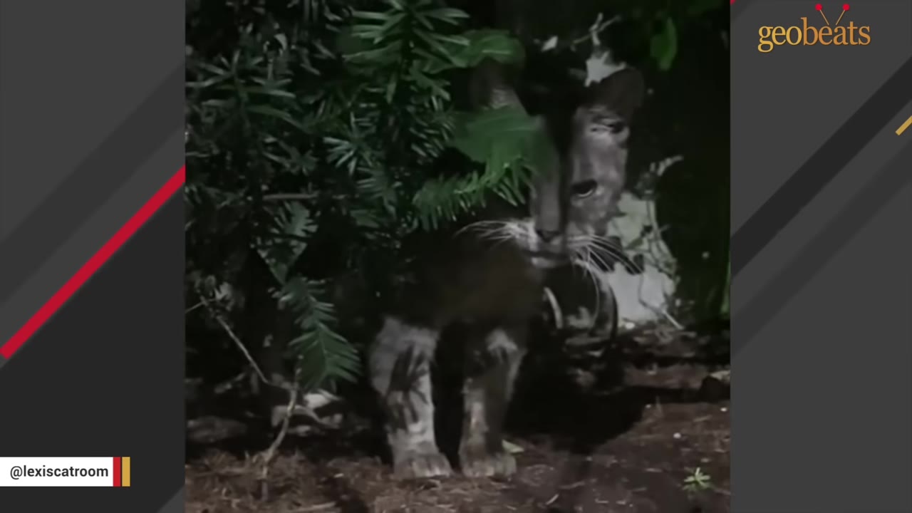 A fluffy grey and white cat stands under green bushes at night, looking directly at the camera.
