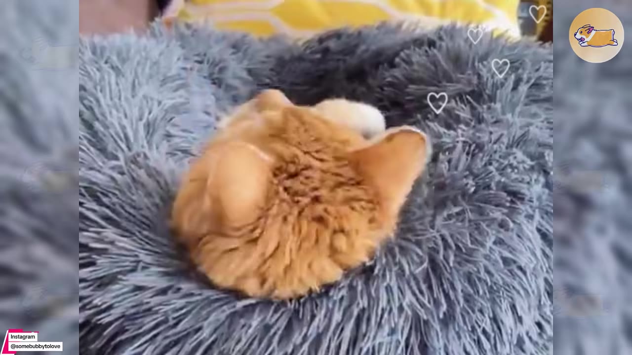 An orange cat curled up asleep in a fluffy grey pet bed.