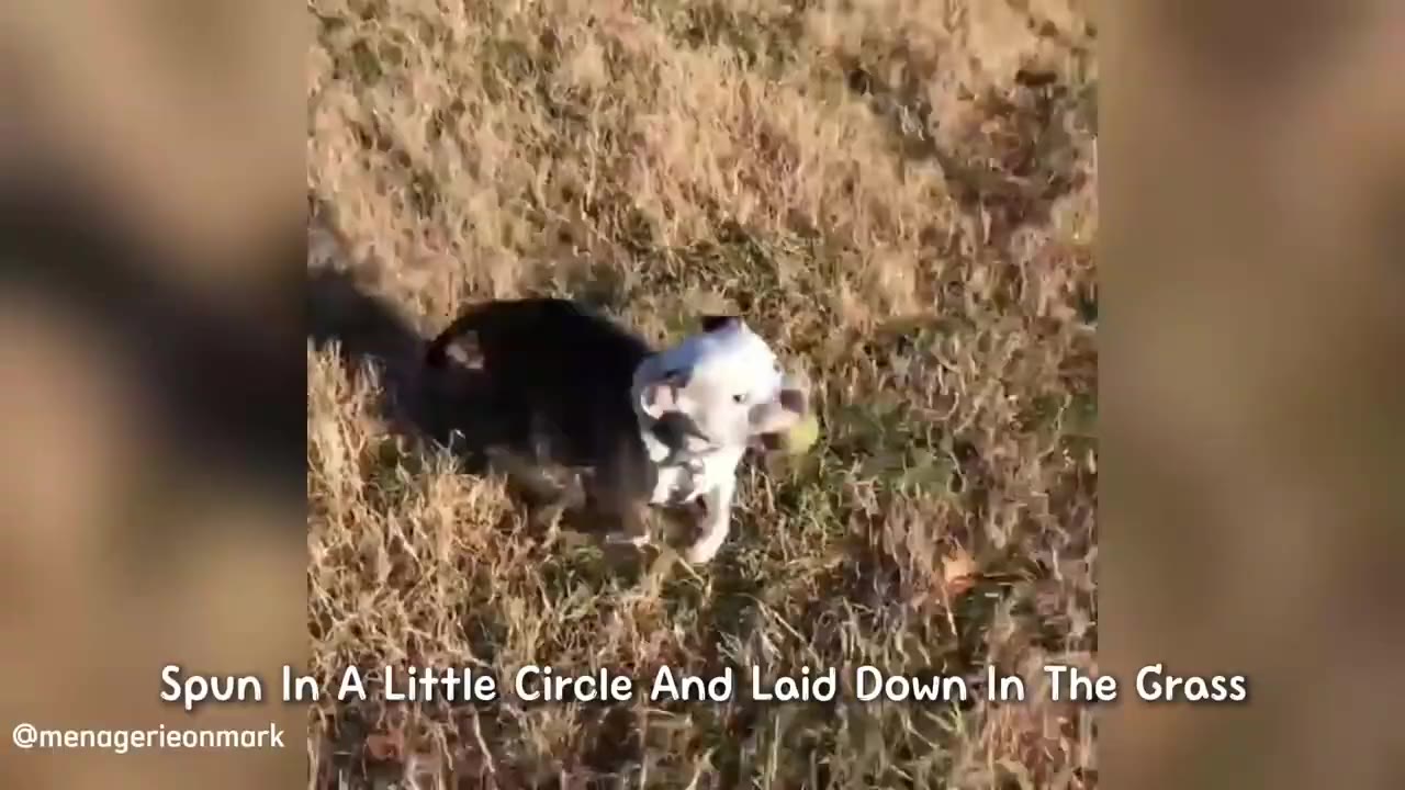 A black and white dog spinning in a circle on dry grass, with text overlay reading 'Spun In A Little Circle And Laid Down In The Grass'.