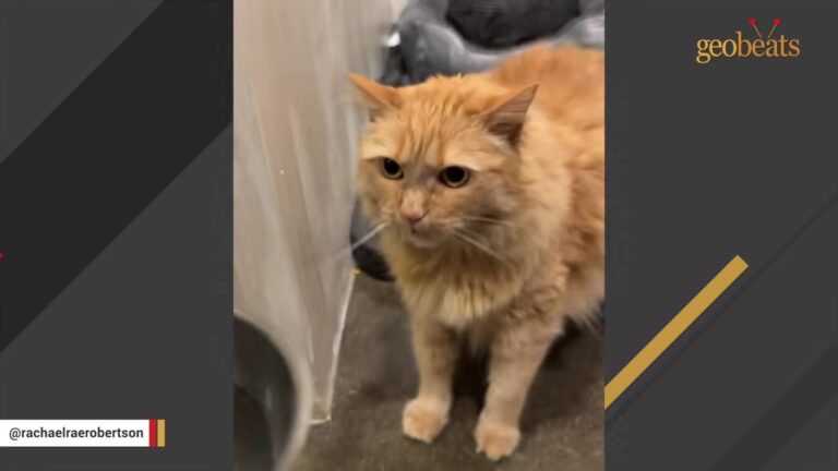 California Cat Returned To Shelter In Dog Crate Finally Remembers The Woman Who Saved Her Life