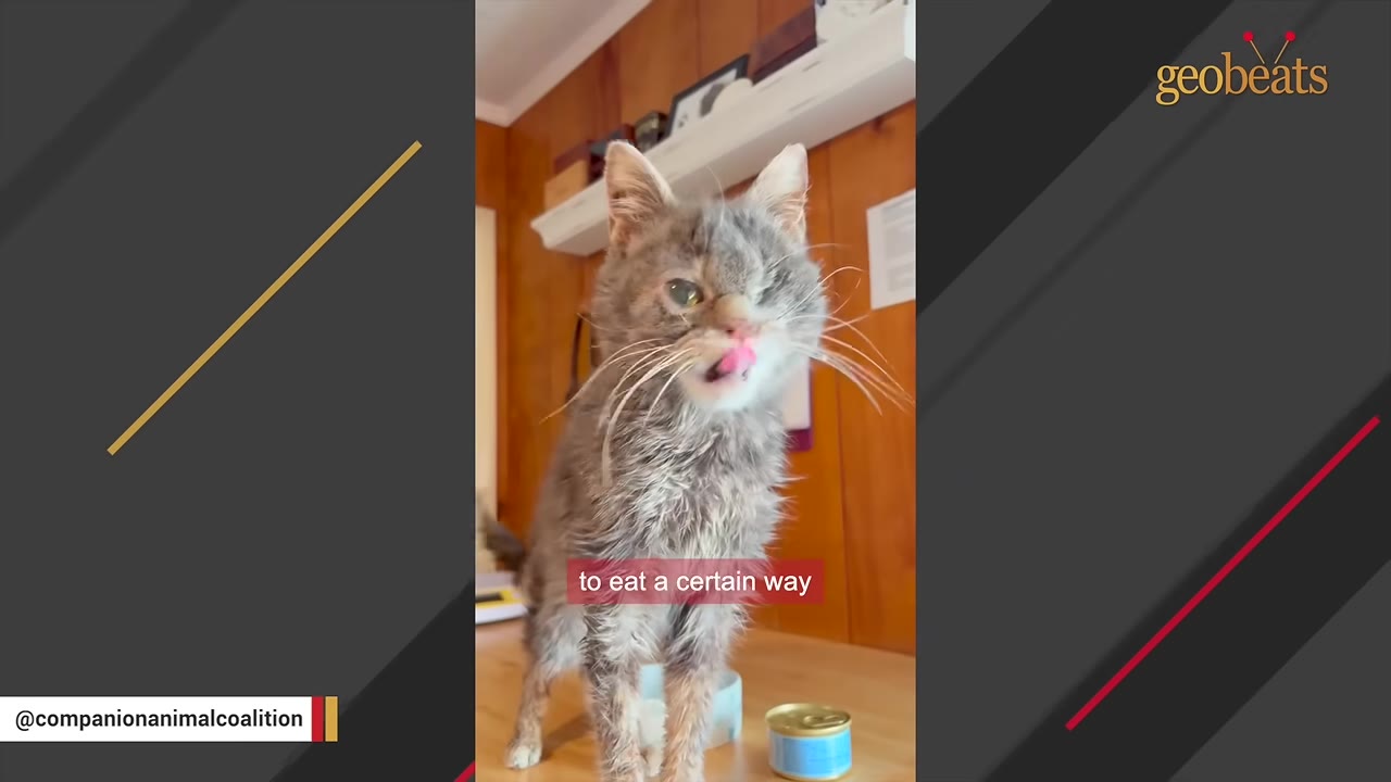 A close-up shot of a small, scruffy grey cat with a visible facial deformity and one eye, standing on a wooden surface and licking its lips.