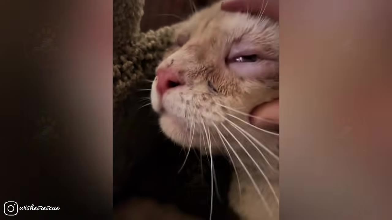 A close-up of a light-colored cat's face as a hand gently pets its head, showing its squinted, irritated eye.