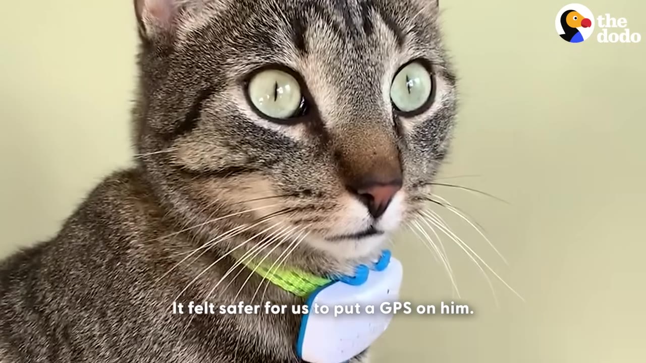A close-up of a tabby cat with wide green eyes wearing a green collar with a white and blue GPS tracker attached.